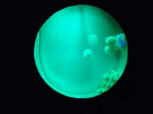 Ubur-ubur cantik di Jellyfish Sphere